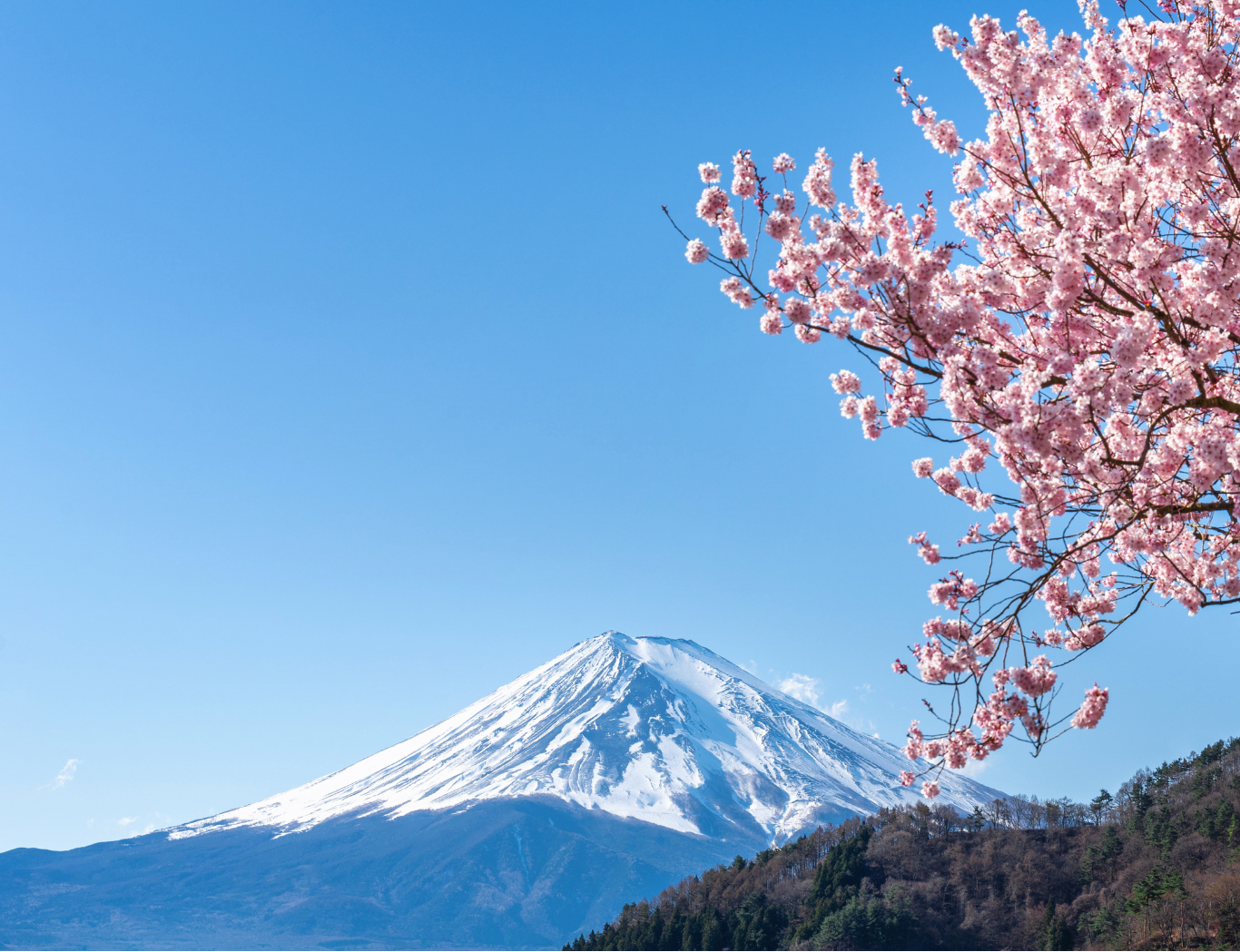 2026 Japan Cherry Blossoms Pre-Wedding Photoshoot Promotion